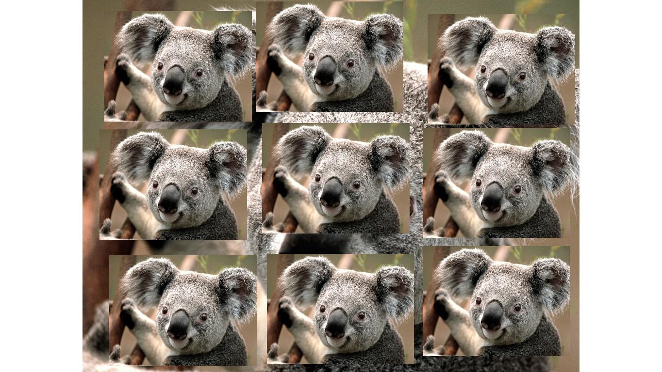 koala family