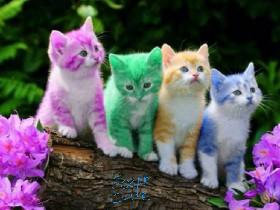 cute kittens. 1 1