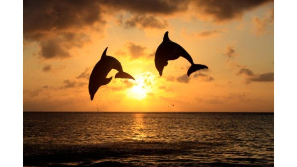 Dalphins and a sunset