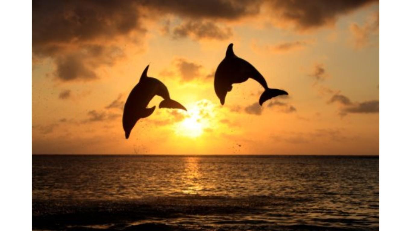 Dalphins and a sunset