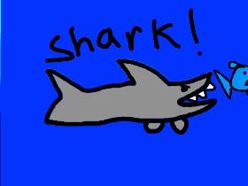 Shark! 1 1 1