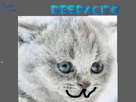 Despacito Cat