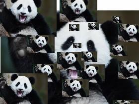 pandas every where