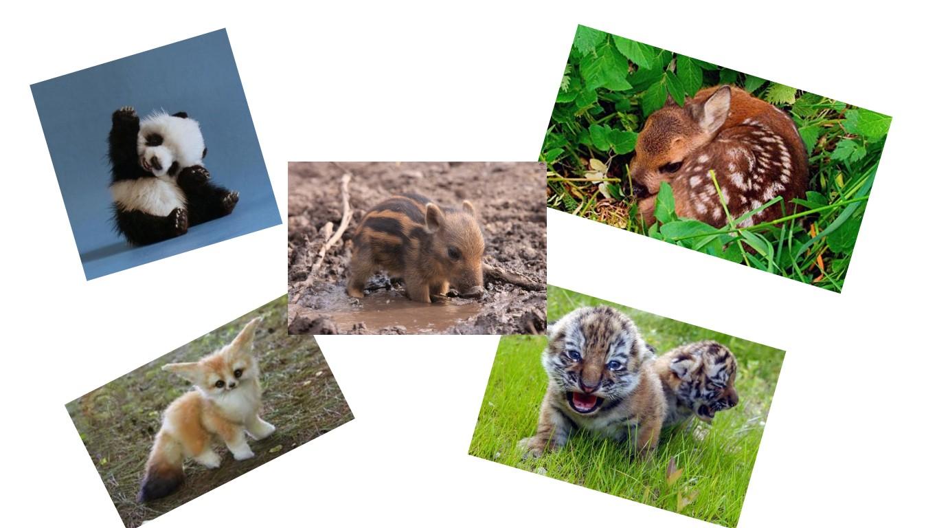 BABY ANIMALS