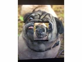 The Pug Multiplier 1