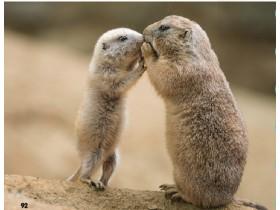 The kissing meerkats