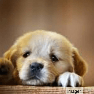 puppy cuteness 1