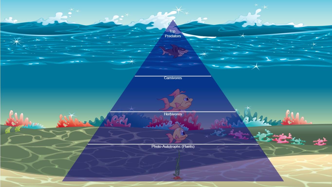 Ocean Ecological Pyramid