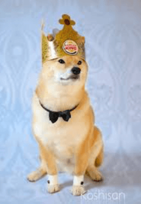 Buger King Doge