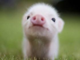 cute little pig