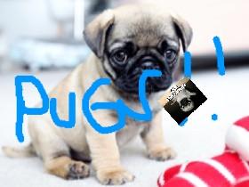 pug clicker bounce 1