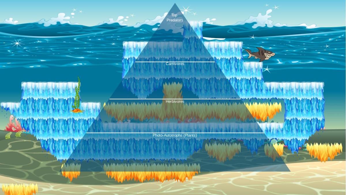 Ocean Ecological Pyramid