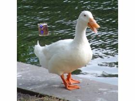 goose man 1