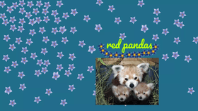 my animal project red panda
