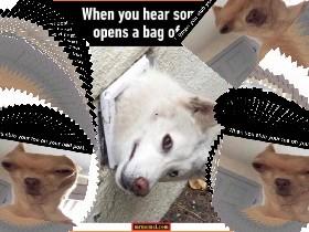 DOGE MEMES