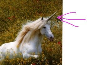 see unicorn