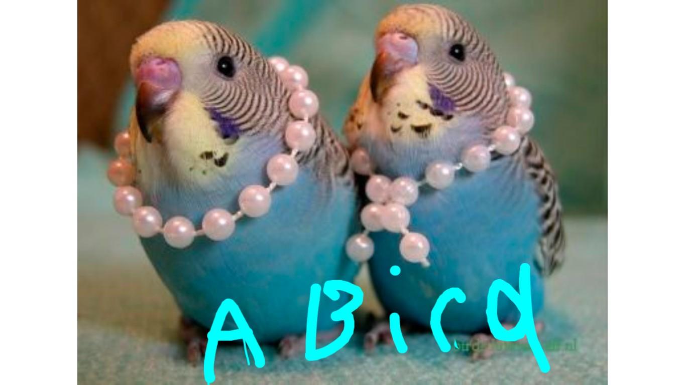 What is A budgie?