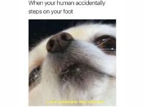 Doggo memes