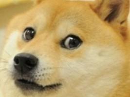 Much Doge 1