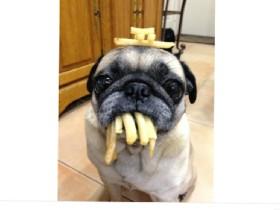 pug eating  1