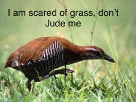 I am scared of grass!