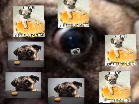 Pug life 1 1