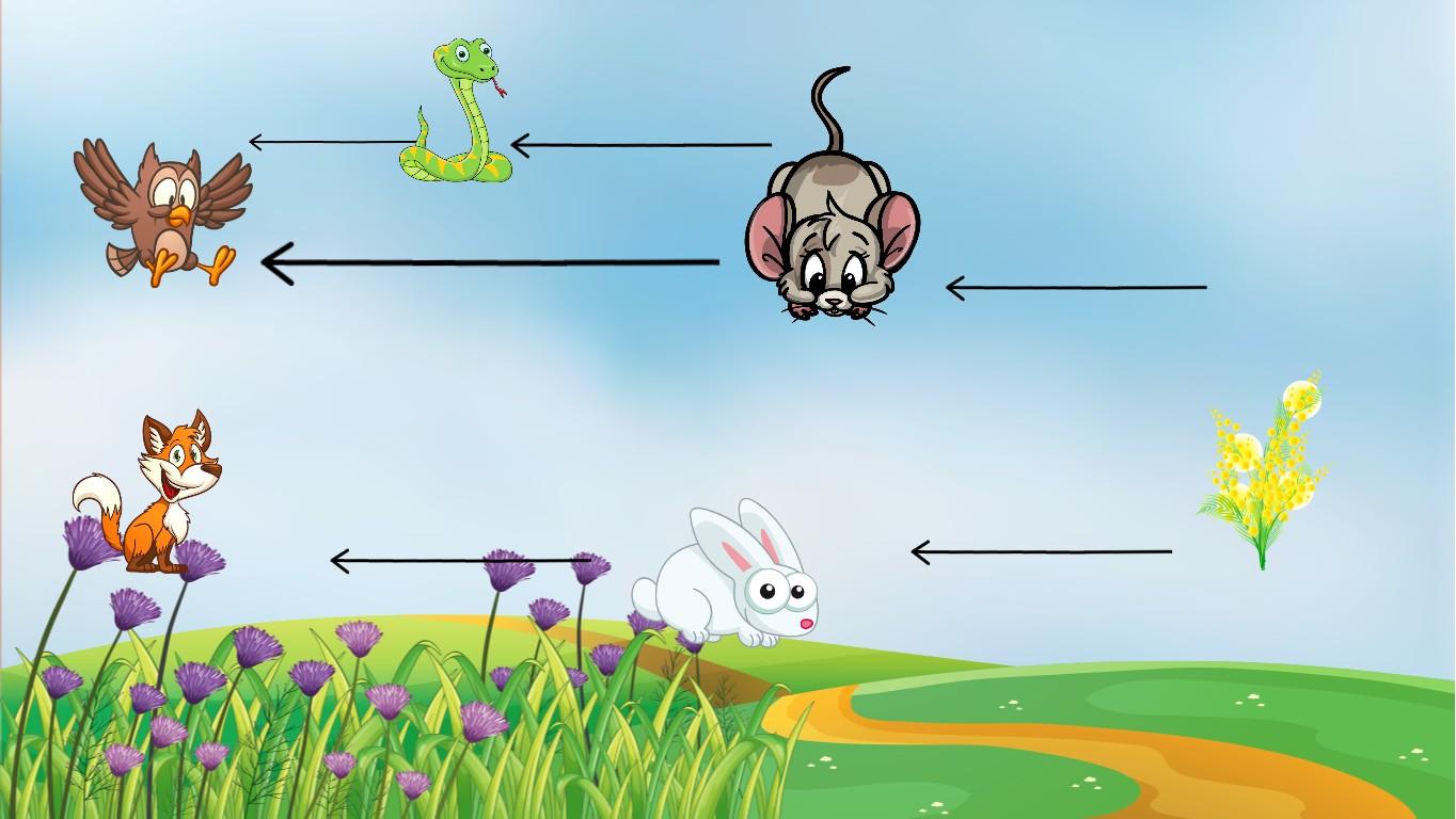 Food Web - TEMPLATE