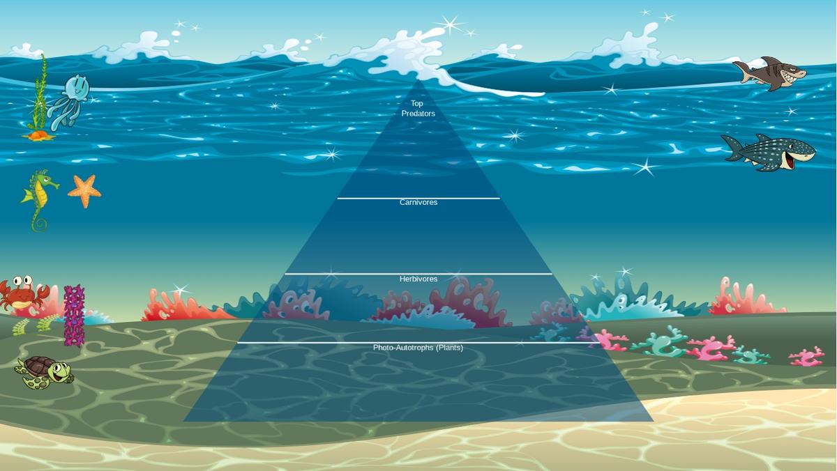 Ocean Ecological Pyramid