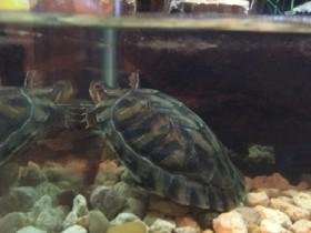 My turtle thor. video