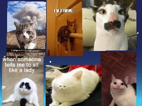 Funny cats