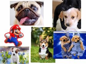 cute dog pictures