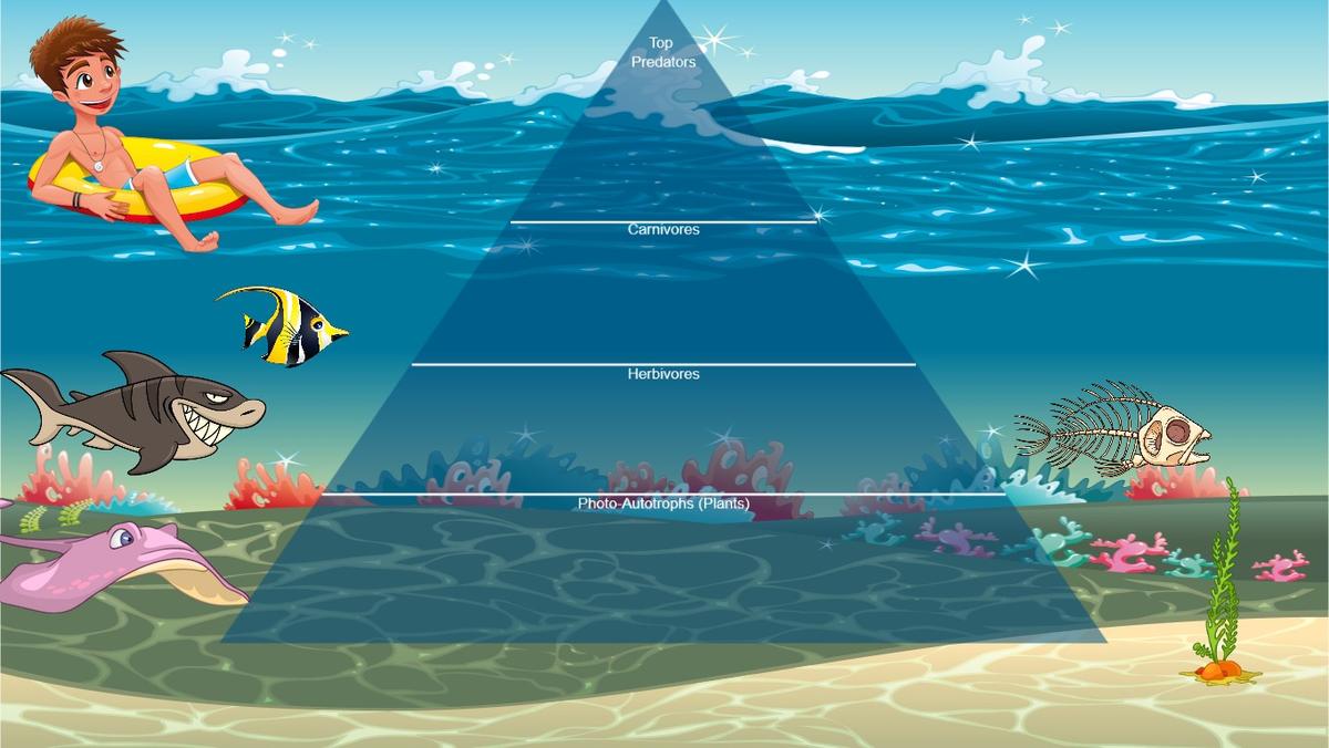 Ocean Ecological Pyramid