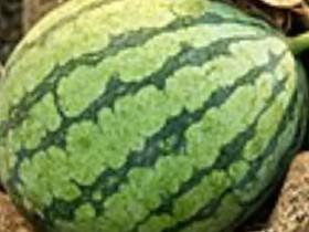 big watermelon