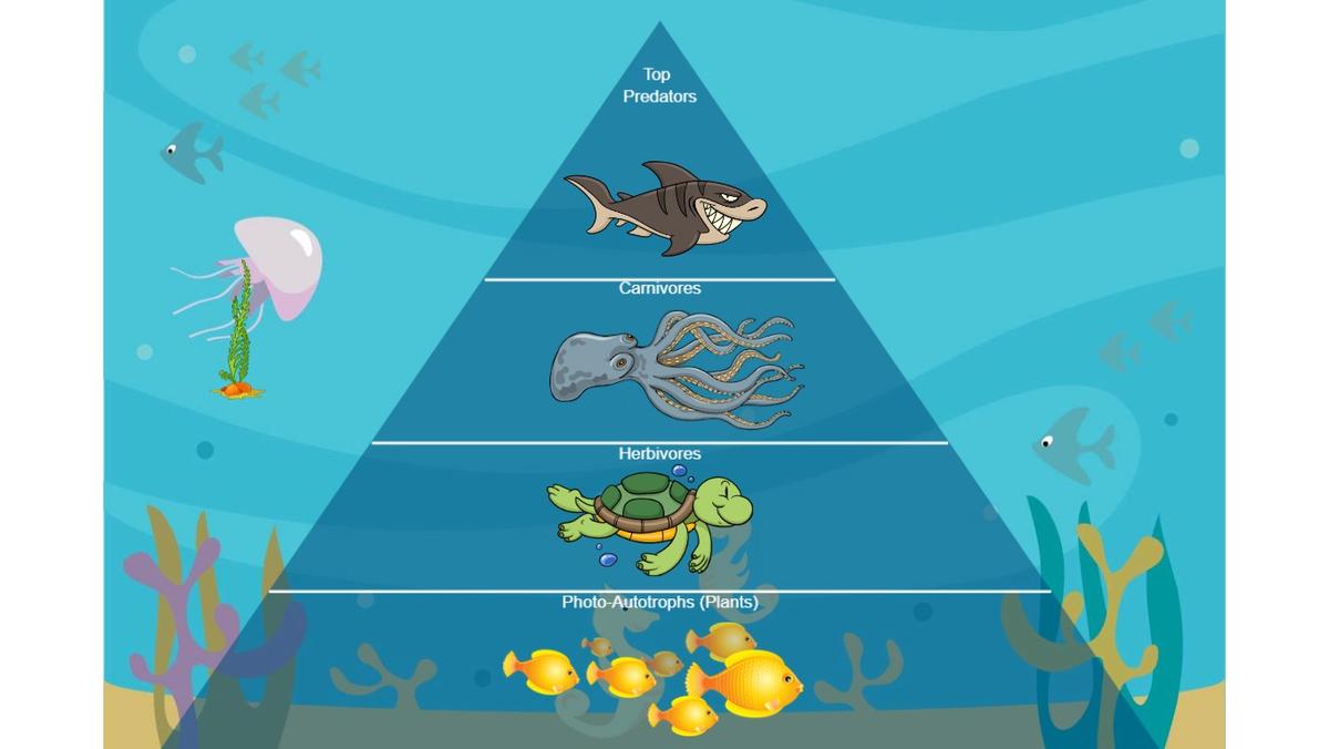 Ocean Ecological Pyramid