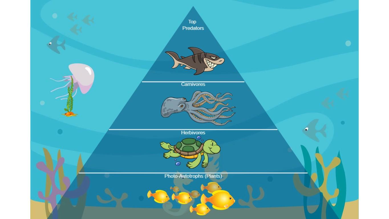 Ocean Ecological Pyramid