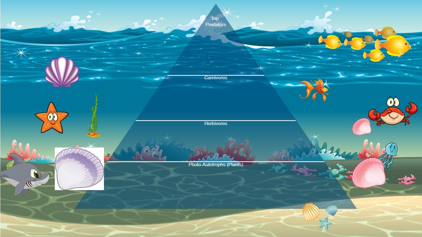 Ocean Ecological Pyramid