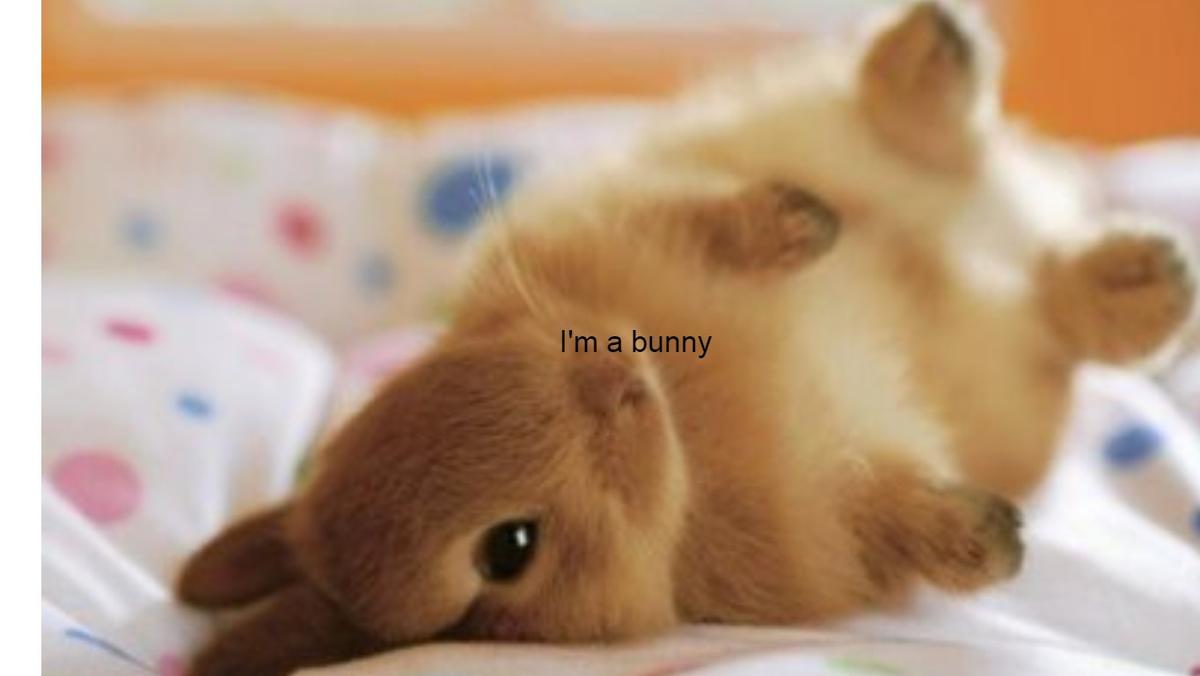 cute bunny