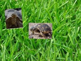 The tortise song