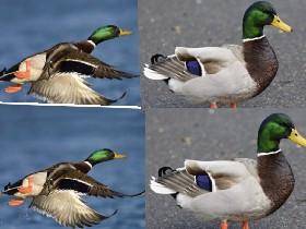 🦆 mallard duck 🦆