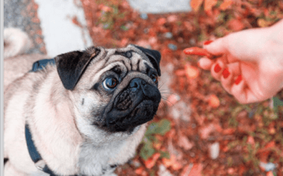 pug(Images)