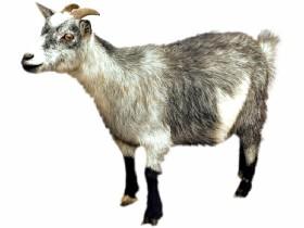 goat virus - copy