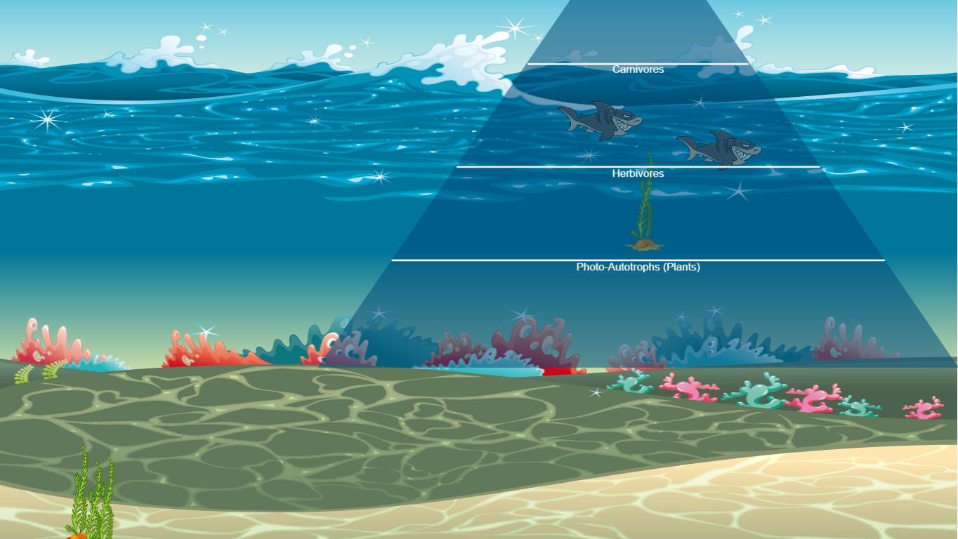 Ocean Ecological Pyramid