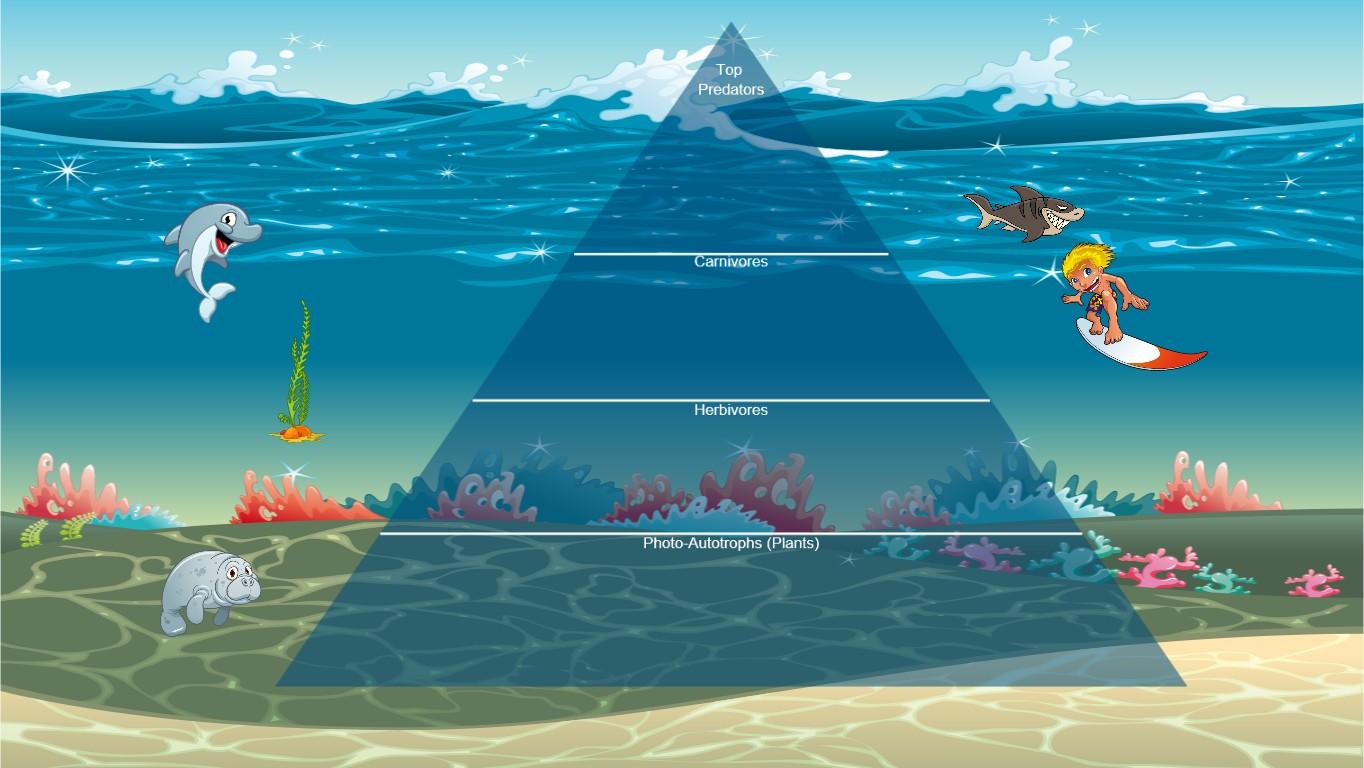 Ocean Ecological Pyramid