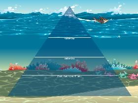 Ecological Pyramid 1