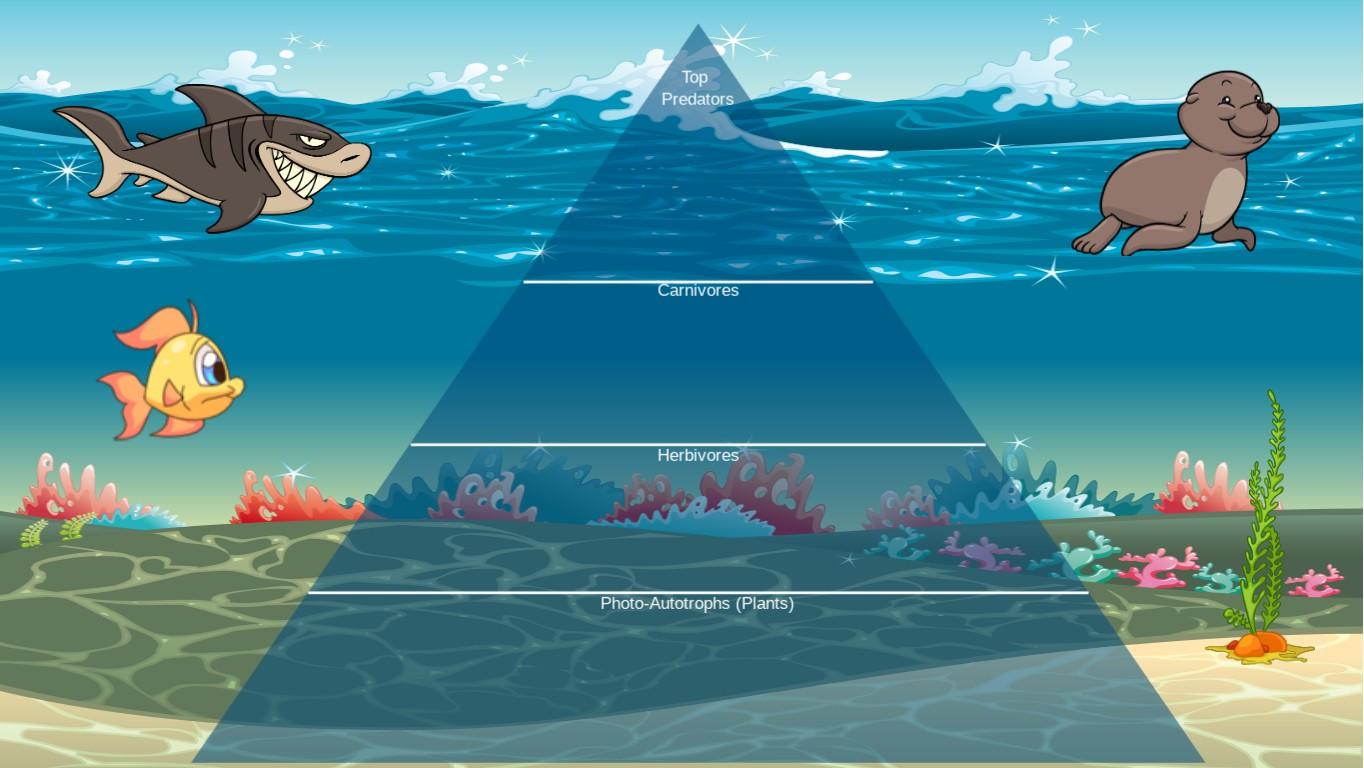 Ocean Ecological Pyramid