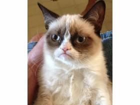 Grumpy Cat is gone now.