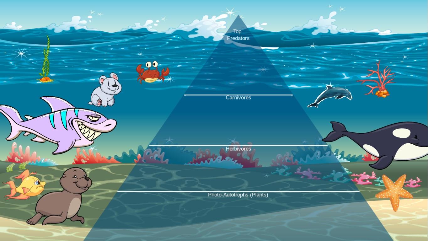 Ocean Ecological Pyramid