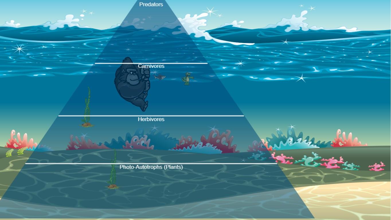 Ocean Ecological Pyramid