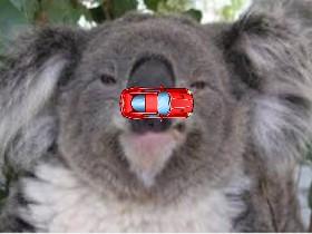 car koala