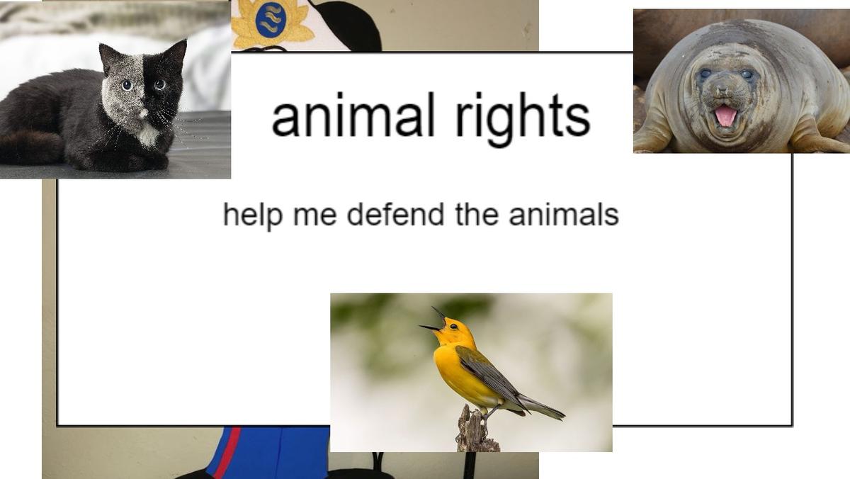 animal rights